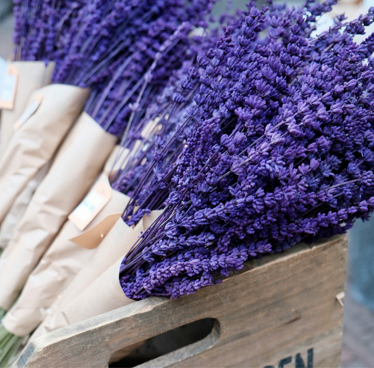 Opal’s Saddle Flowers - Lemon Lavender