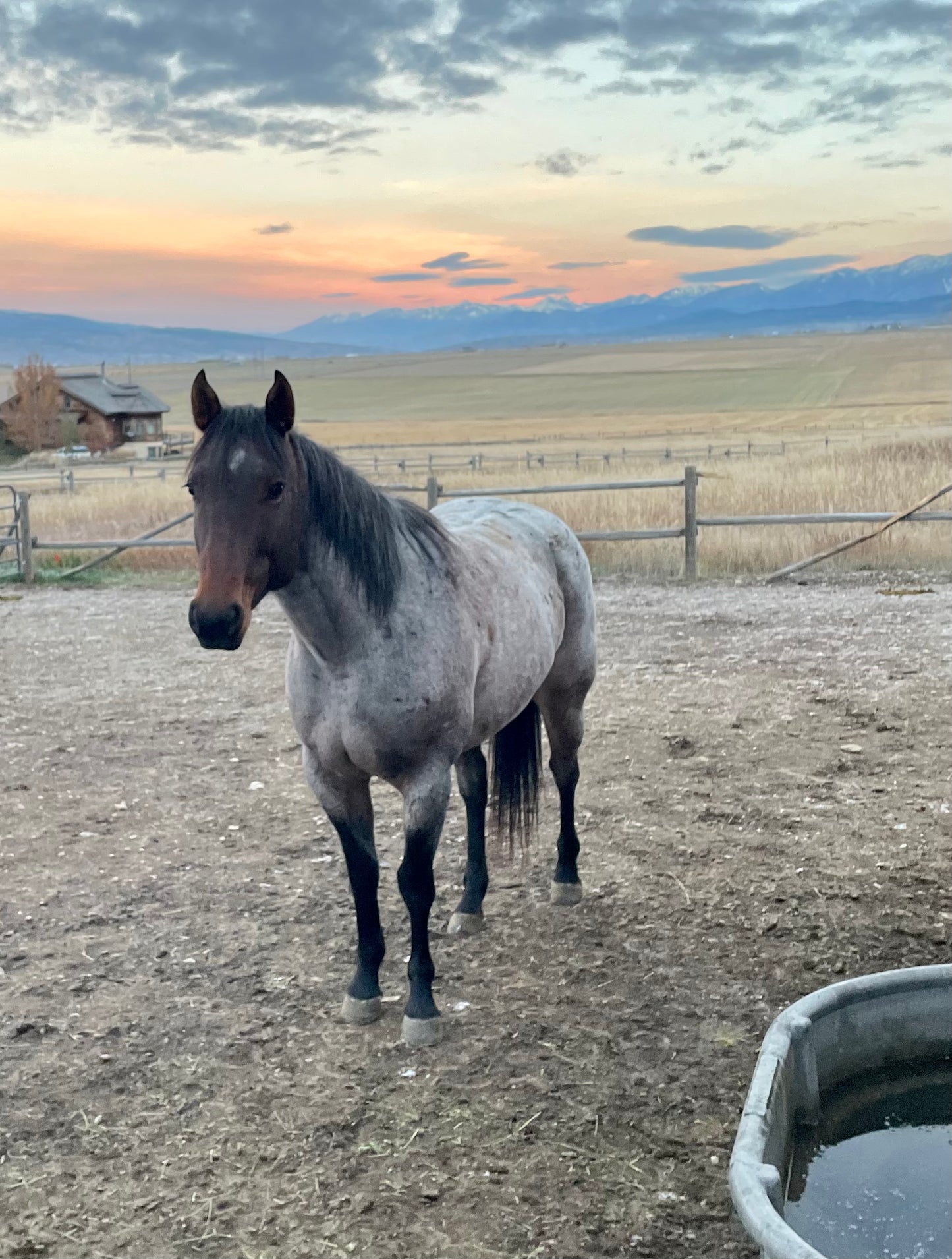 Blue Roan Dreamin’ - Grapefruit