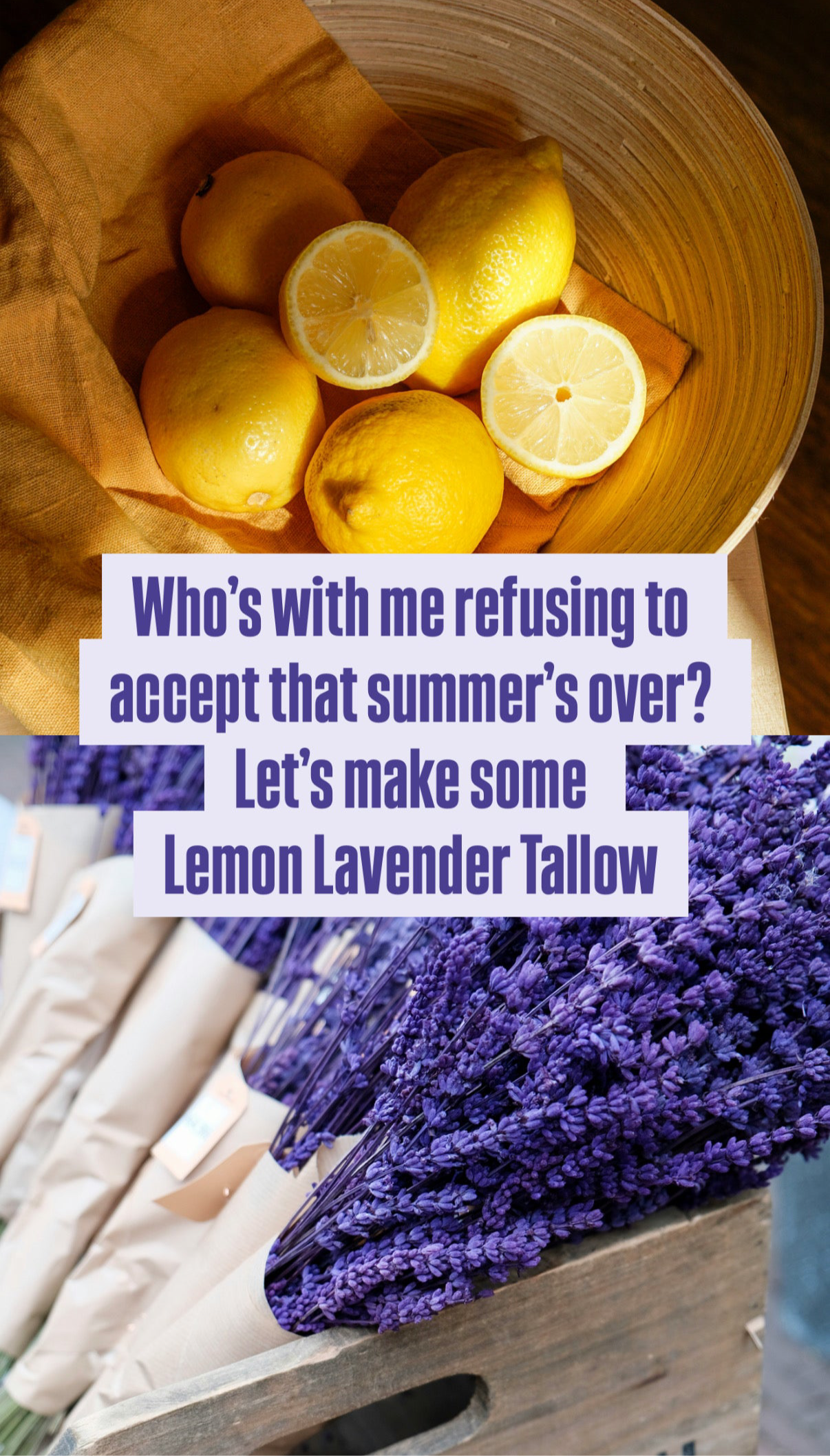 Opal’s Saddle Flowers - Lemon Lavender